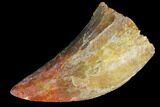 Bargain, Juvenile Carcharodontosaurus Tooth #84370-1